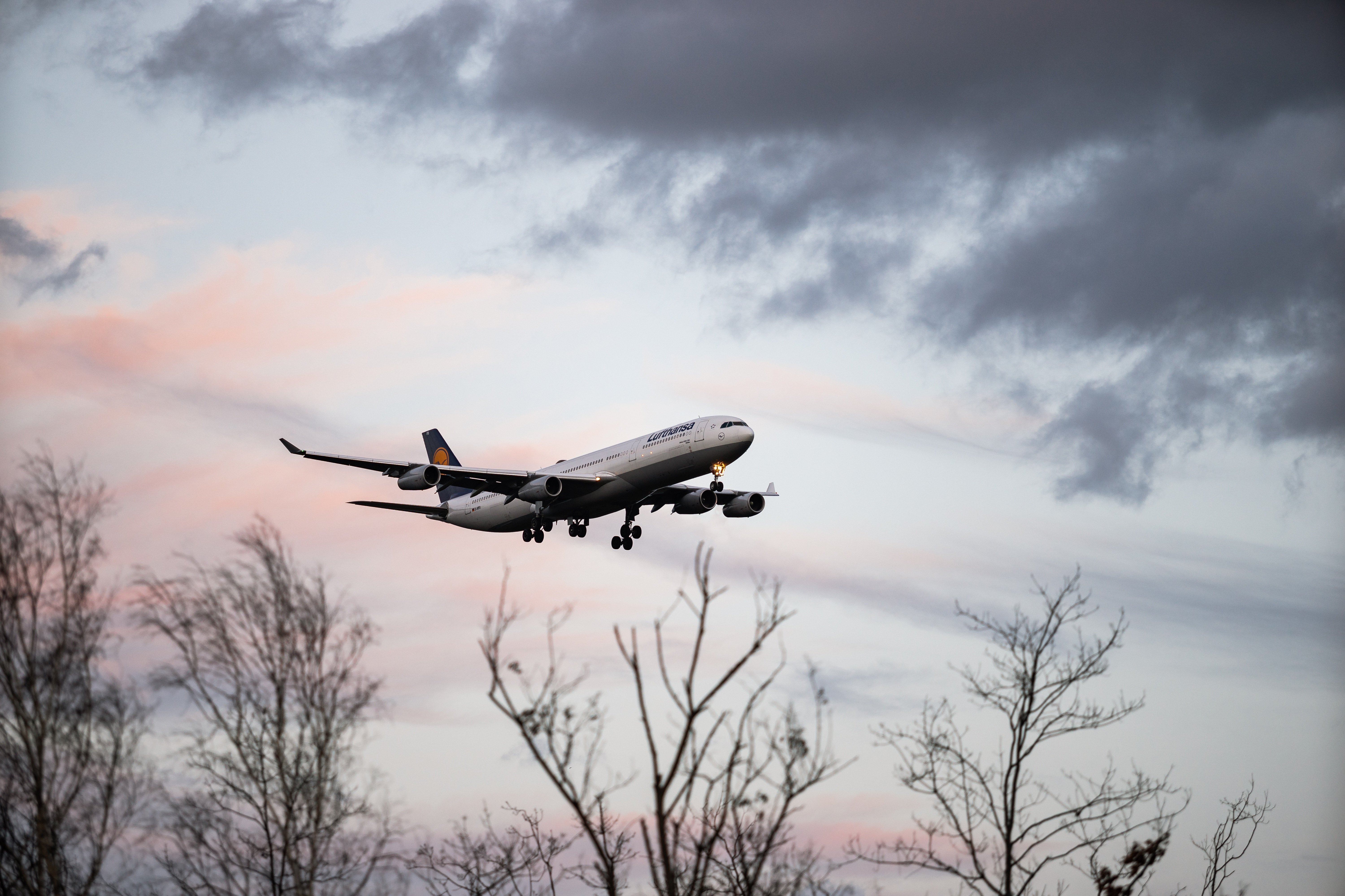 Flygplan flyger precis över trädtoppar rosablå himmel