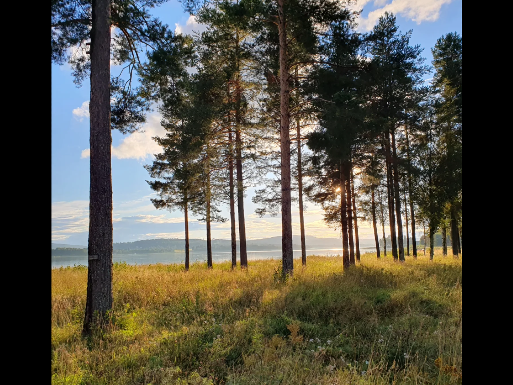 gräs med tallar vid vatten och berg i bakgrunden. Solen är på väg ned.