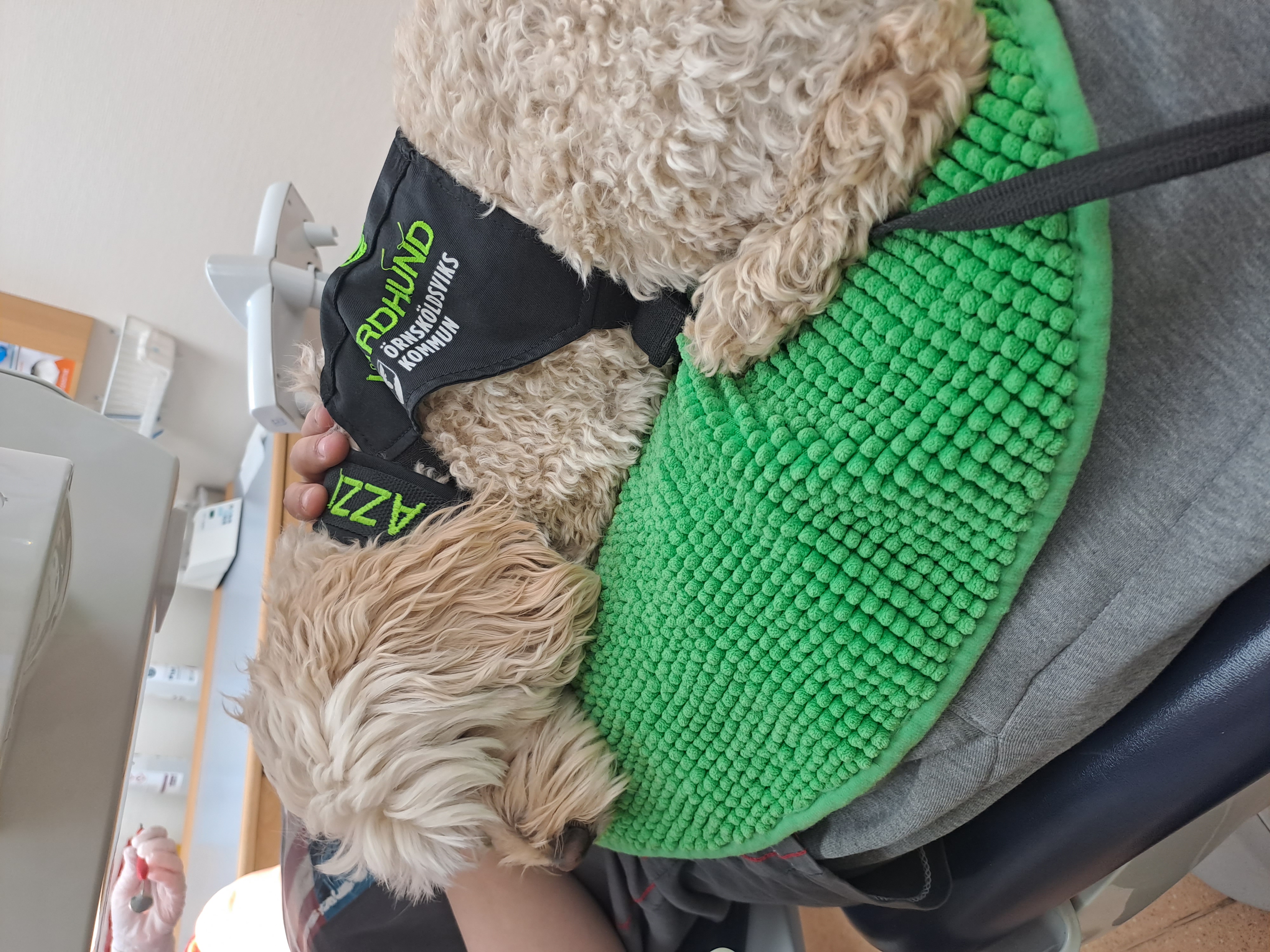 hunden azzi med sin svarta sele med grön text. han ligger på en grön filt.