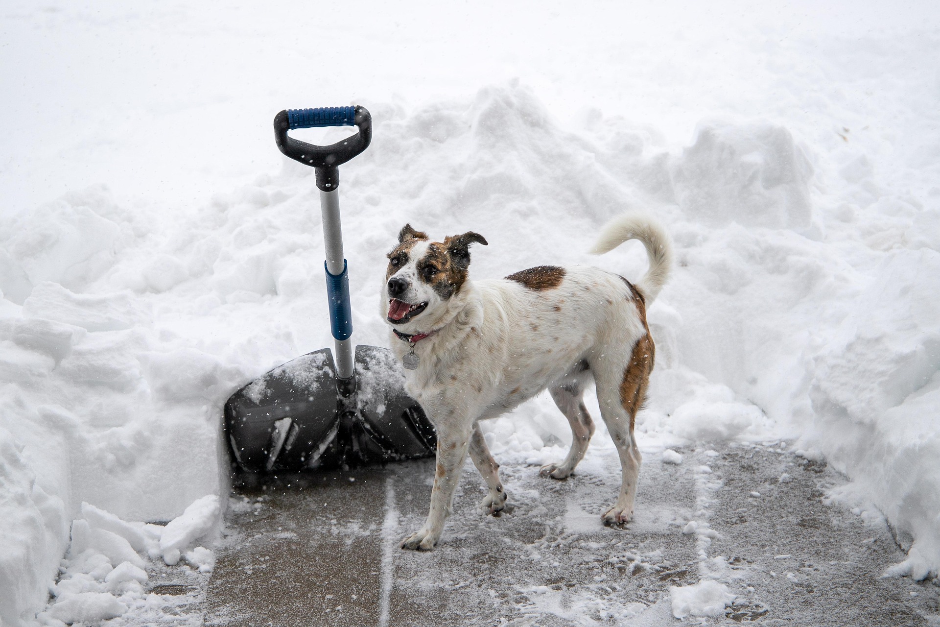Hund står bredvid en snöskyffel i snön. Hunden är vit och brun.