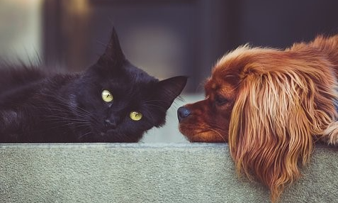 Närbild på svart katt och brun hund med långa öron. De ligger nära varandra, nästan nos mot nos.