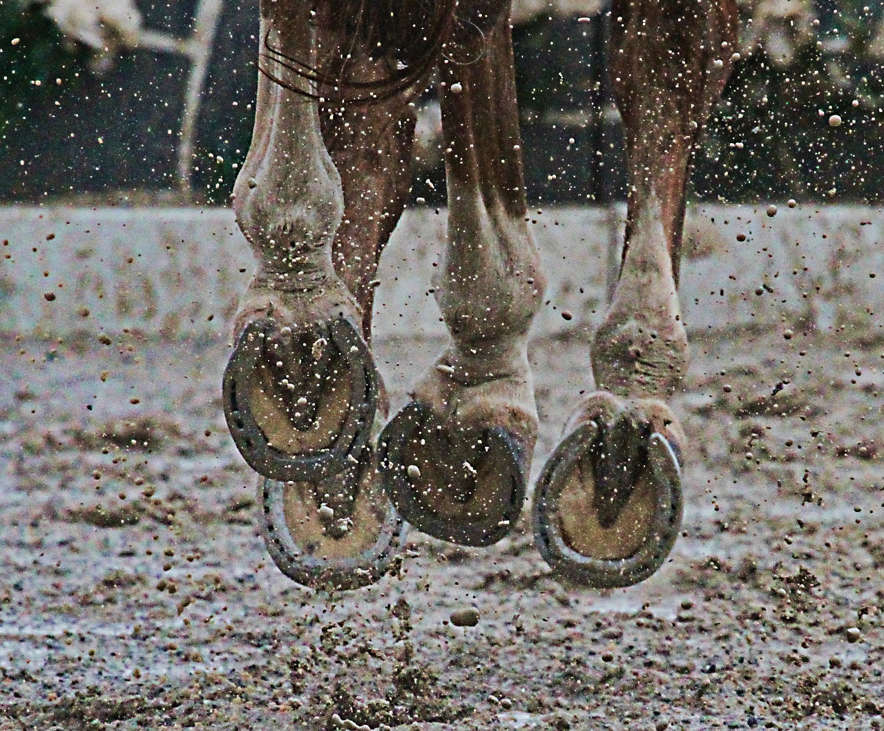 Springande brun häst i manege. Närbild på vita ben och hovarna med hästskor underifrån.