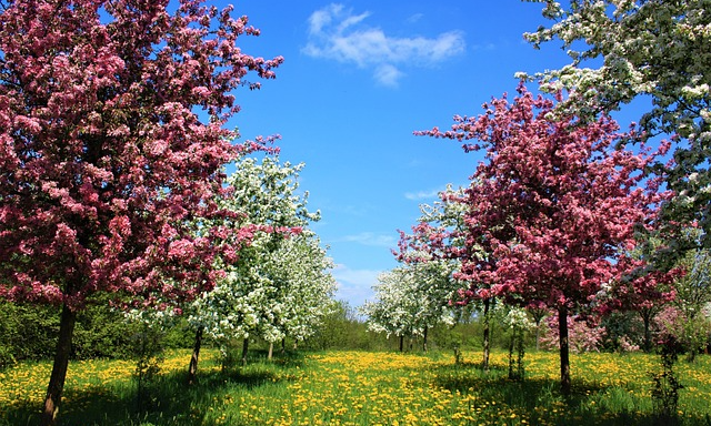 Olika sorters fruktträd som blommar i vitt och rosa