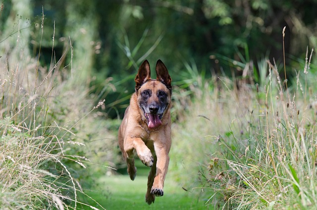 En belgisk vallhund springer i höggräset mot kameran.