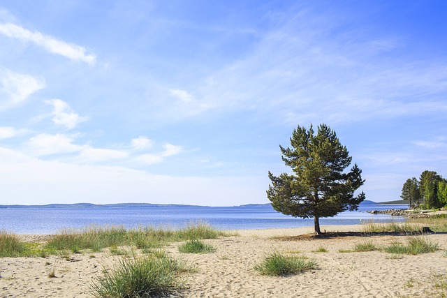 Sandstrand och en tall, lite träd i bakgrunden. Blå himmel, vita stråk av moln och blått hav.