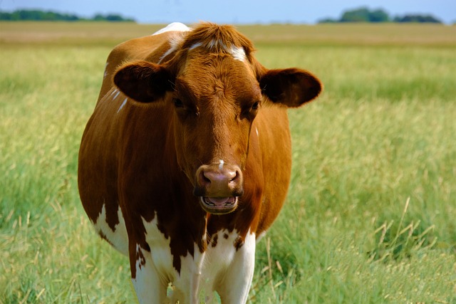 Flygande veterinärer