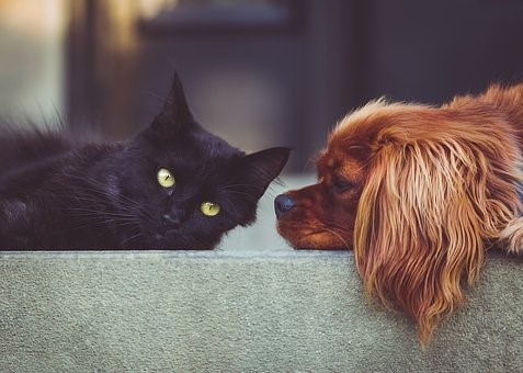 En katt och en hund