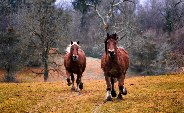 Två hästar springer rakt mot kameran. Träd i bakgrunden. Ser ut som en höstdag.