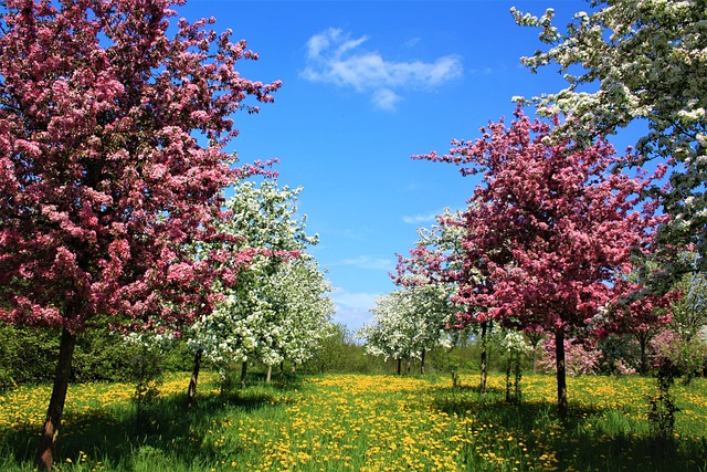 Fruktträd i två rader med blommor i rosa och vitt. Det är en solig sommardag, med knappt några moln på den blå himlen.